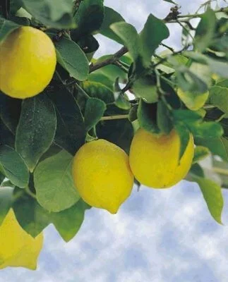 лимоны на ветке