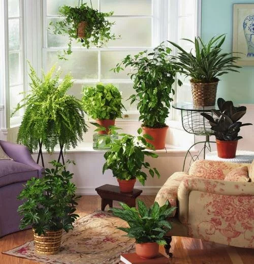 растения в доме