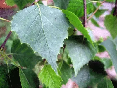 настой из листьев березы